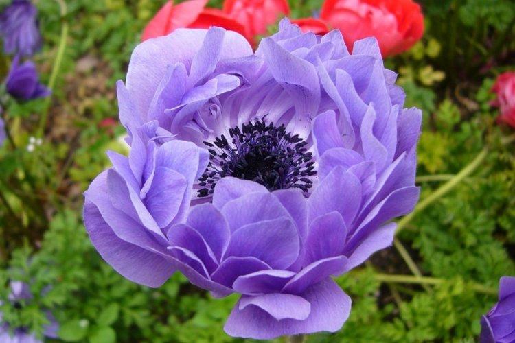 Анемоны - фото