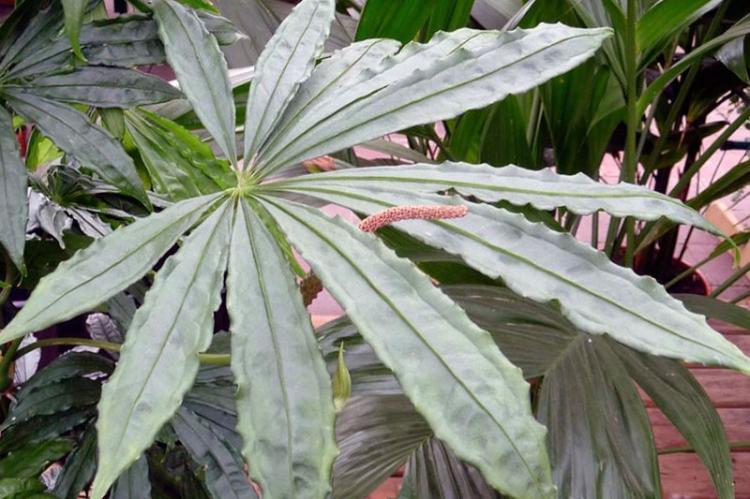 Антуриум многорассеченный - Виды антуриума