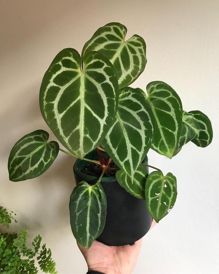 Антуриум хрустальный - Виды антуриума