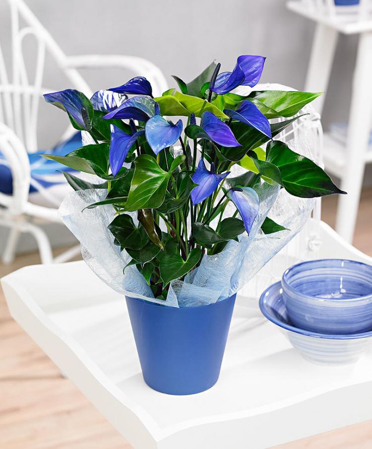 Антуриум - фото