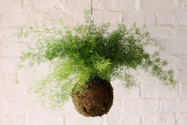 Аспарагус (60 фото): виды и особенности ухода