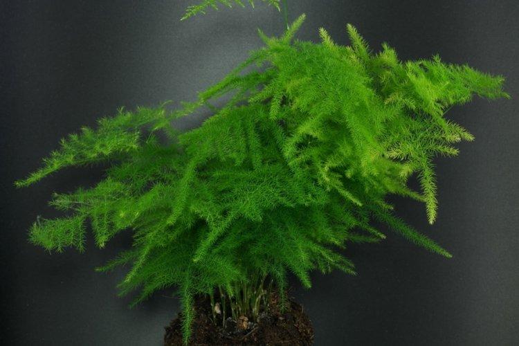 Перистый аспарагус - Виды аспарагуса