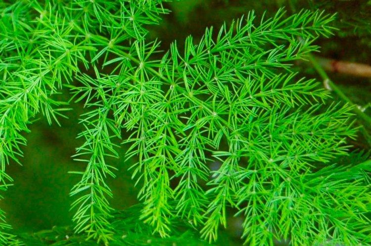 Кистевидный аспарагус - Виды аспарагуса