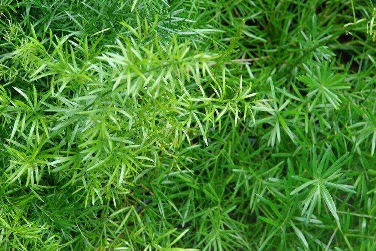 Аспарагус Шпренгера - Виды аспарагуса