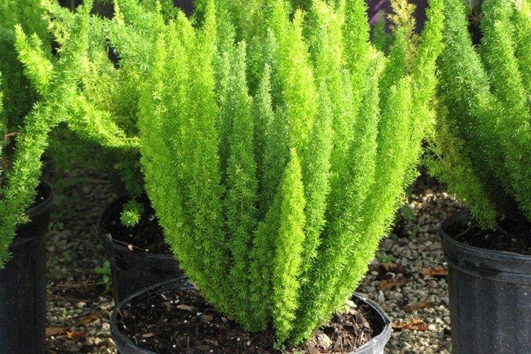 Аспарагус Мейера - Виды аспарагуса