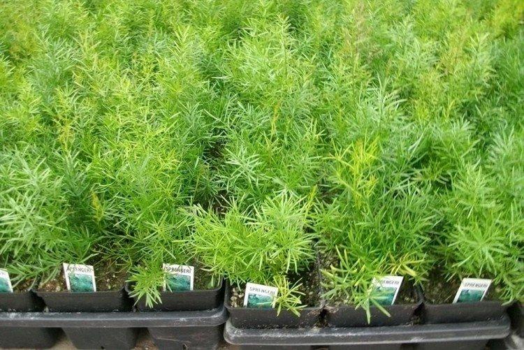 Пирамидальный аспарагус - Виды аспарагуса