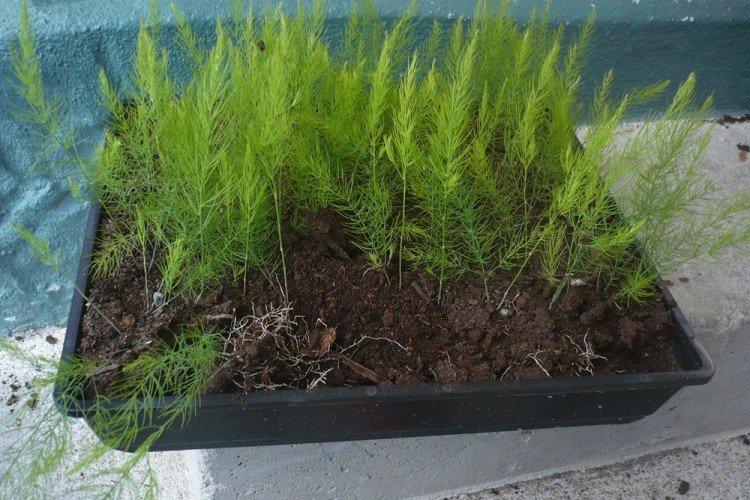 Пересадка и размножение - Уход за аспарагусом