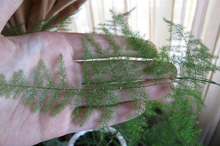 Обрезка - Уход за аспарагусом