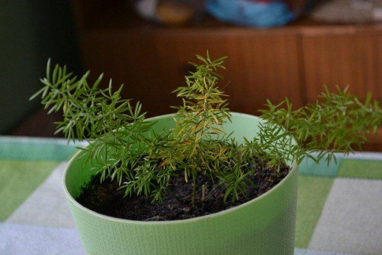 Борьба с вредителями и болезнями - Аспарагус