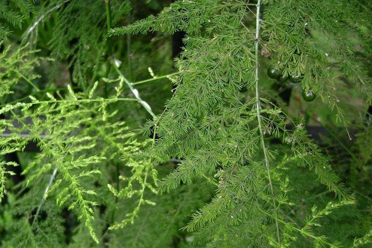 Аспарагус - фото