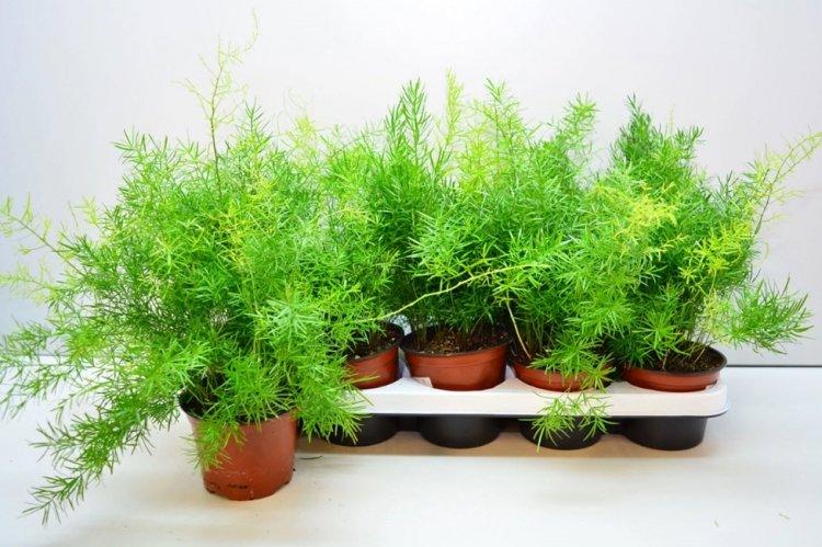 Аспарагус - фото