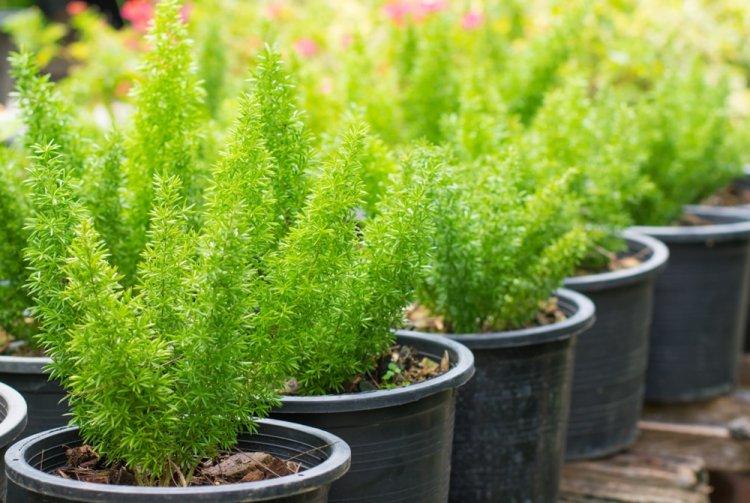 Аспарагус - фото