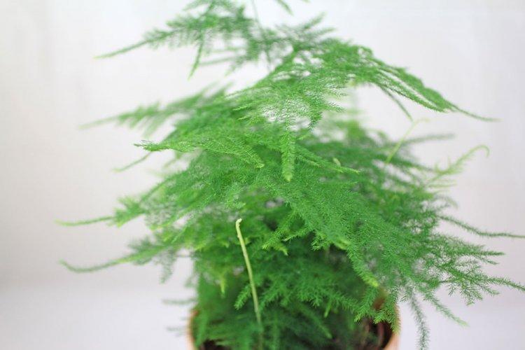 Аспарагус - фото