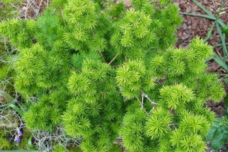 Аспарагус - фото