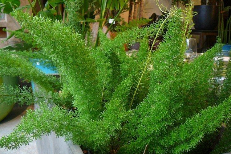 Аспарагус - фото