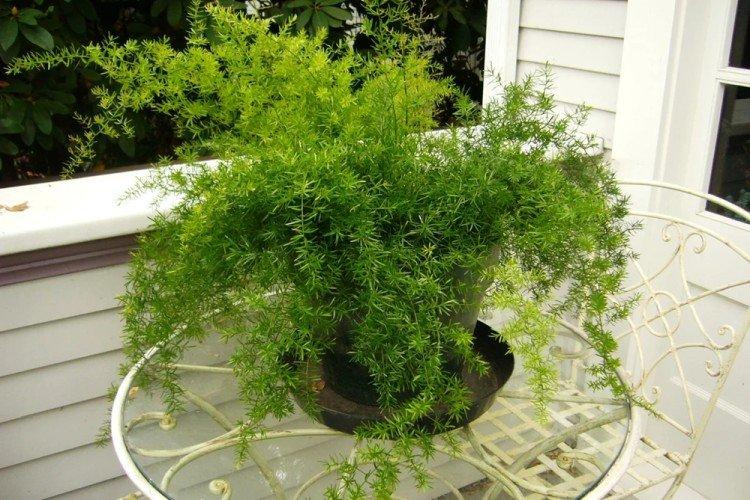 Аспарагус - фото