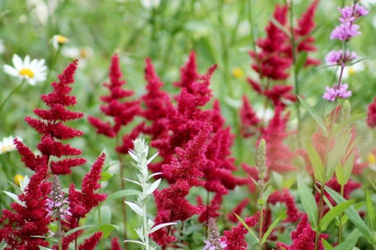 Астильба (75 фото): уход, выращивание и посадка