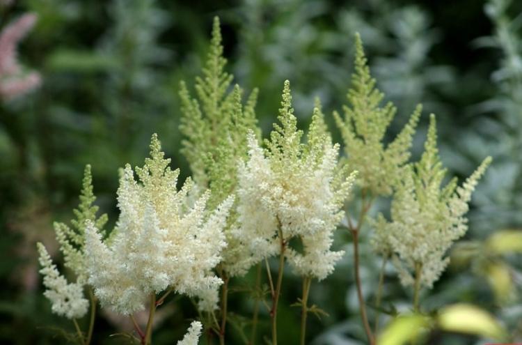 Общая характеристика - Астильба