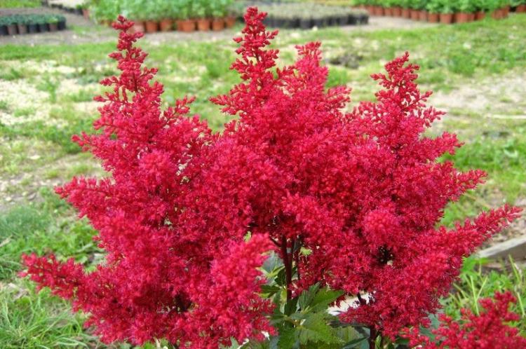 Общая характеристика - Астильба