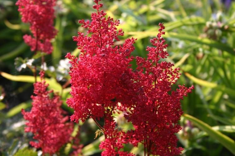 История распространения - Астильба