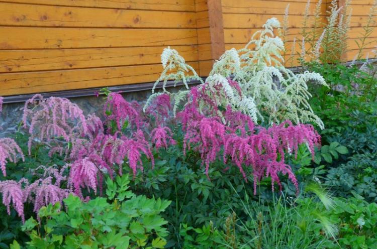 Астильба Тунберга - Виды астильбы