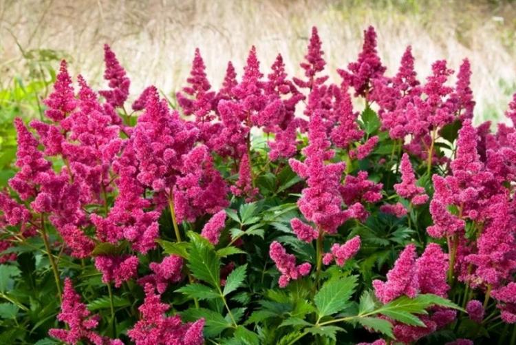 Астильба Давида - Виды астильбы
