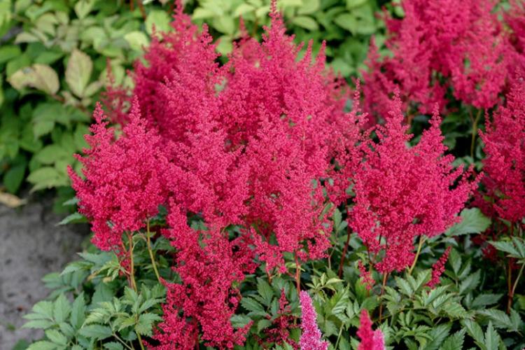 Астильба японская - Виды астильбы