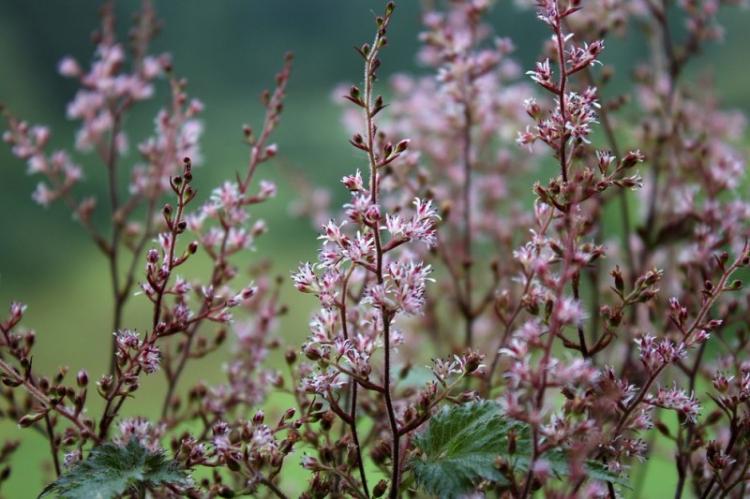 Астильба голая - Виды астильбы