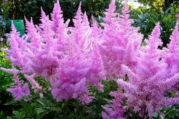 Температура - Уход за астильбой