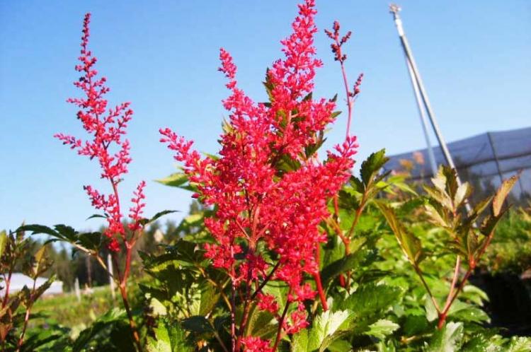 Удобрения и подкормка - Уход за астильбой