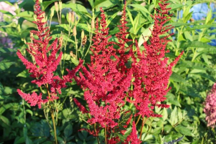 Удобрения и подкормка - Уход за астильбой