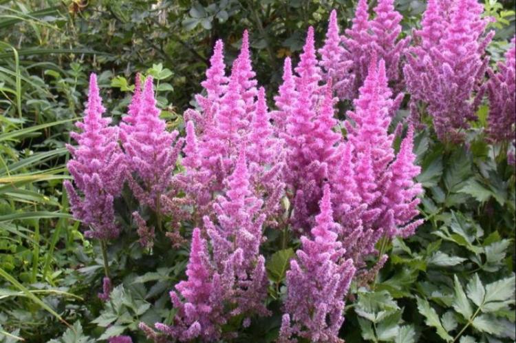 Посадка и размножение - Астильба