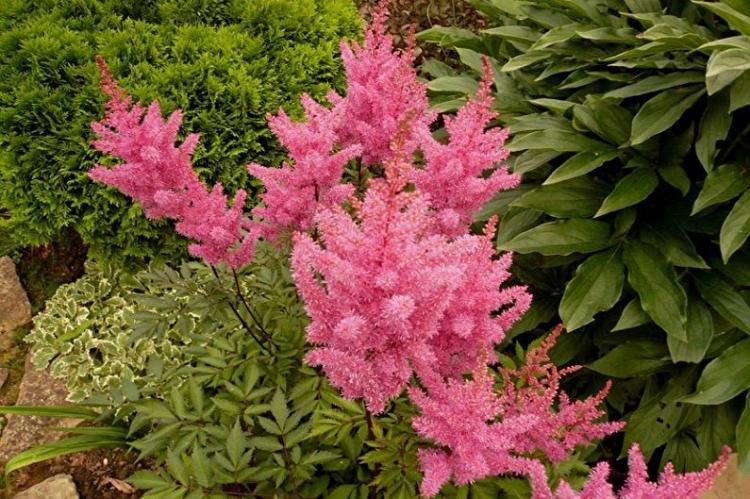Астильба - фото
