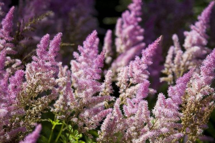 Астильба - фото