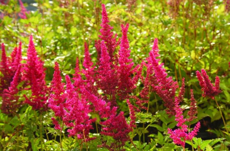Астильба - фото