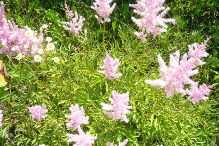 Астильба - фото