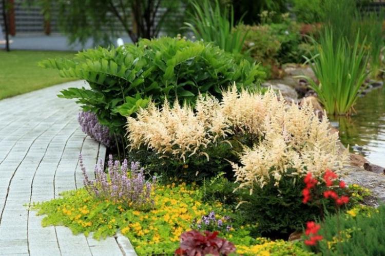 Астильба - фото