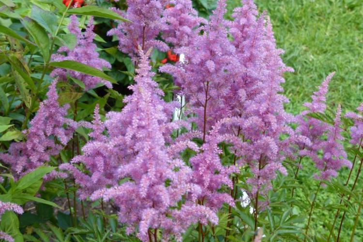Астильба - фото