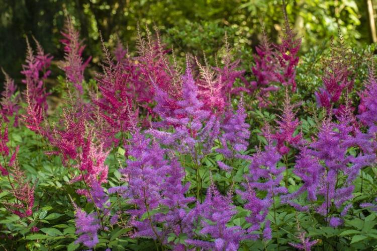 Астильба - фото