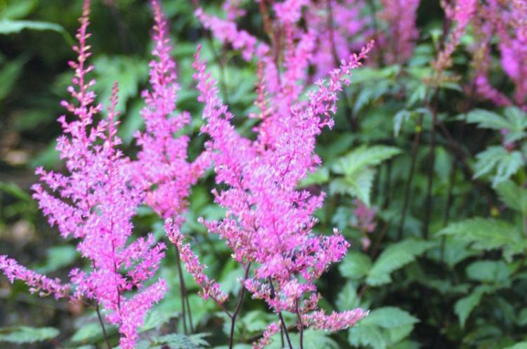 Астильба - фото