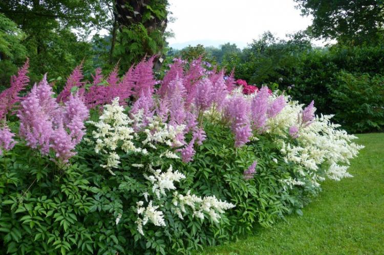 Астильба - фото