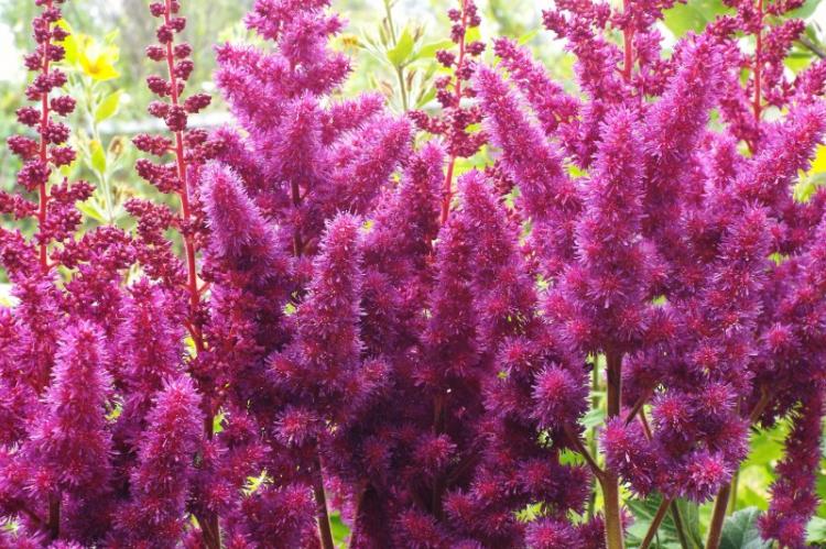 Астильба - фото