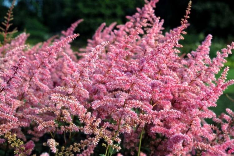 Астильба - фото