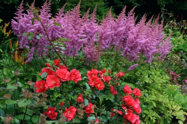 Астильба - фото