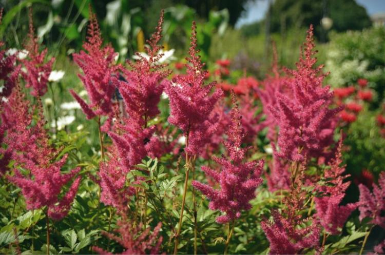 Астильба - фото