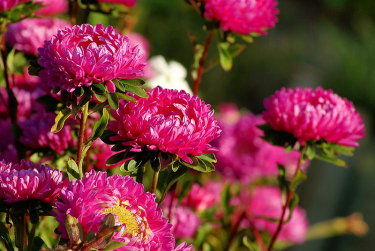 Астры - фото