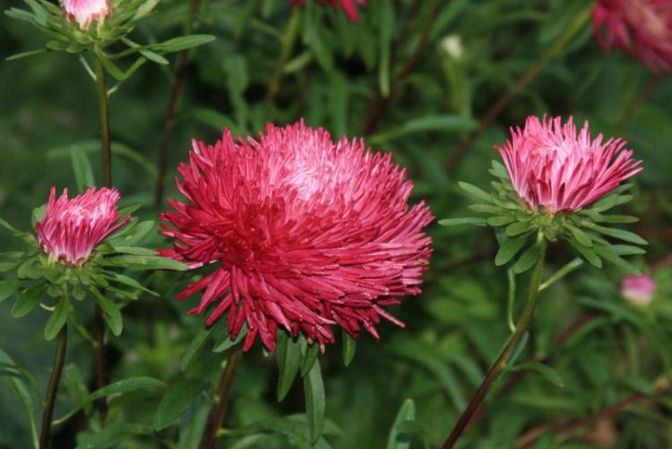 Астры - фото