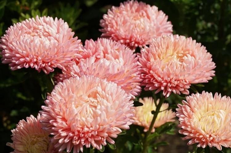 Астры - фото