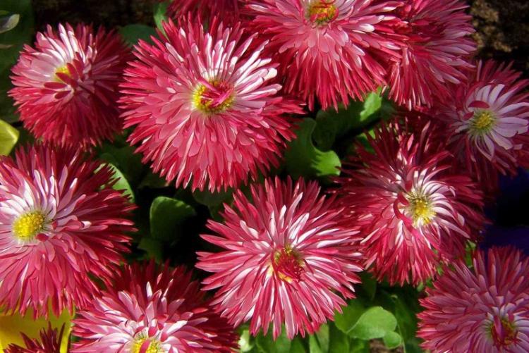 Астры - фото