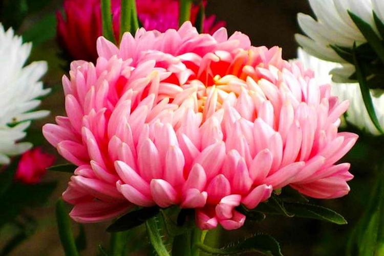 Астры - фото